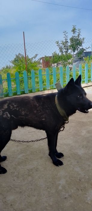 Продаётся собака, чёрная , кабель