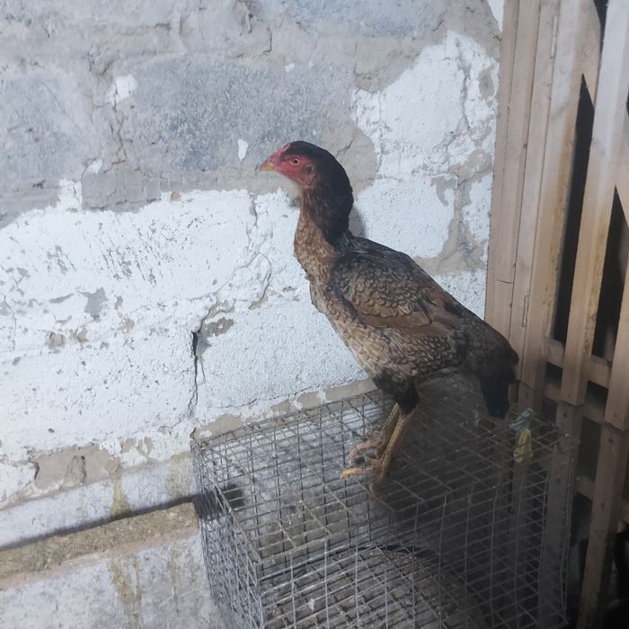 Корейц курочка 1год ноги квадрат