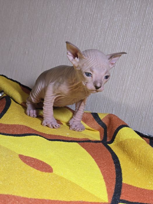 Милый котик донского сфинкса