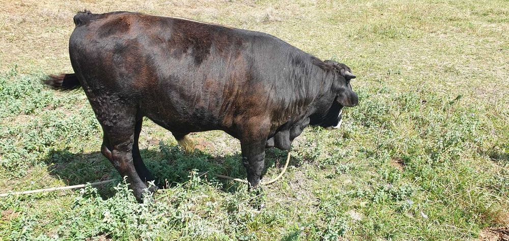 BOVINE - de vanzare vaca si vitel