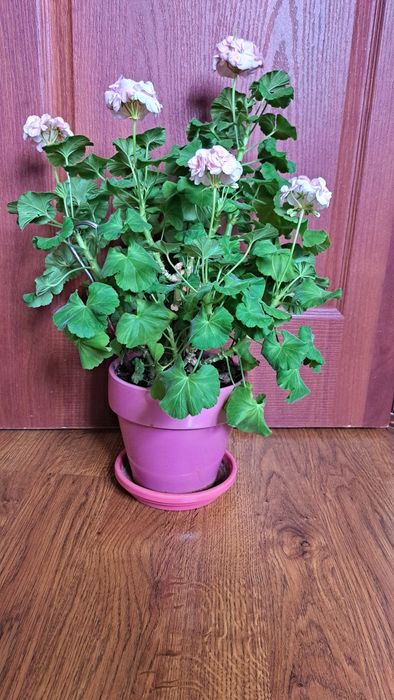 Комнатные цветы разные