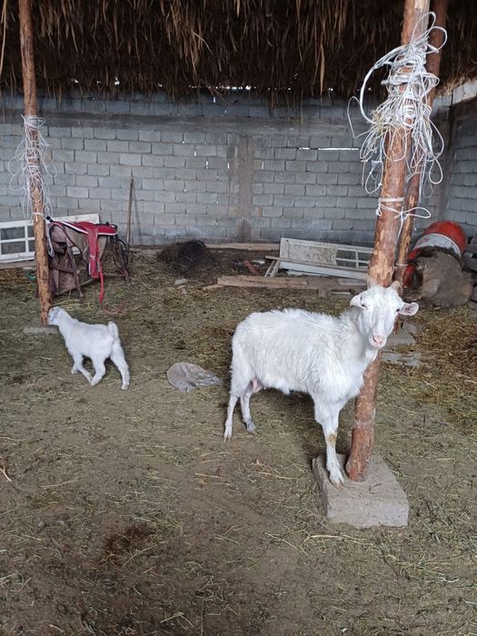 Занен ешкы сатлады