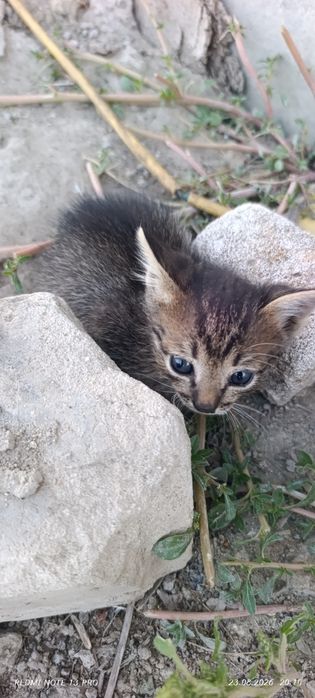 отдам котят  бесплатно