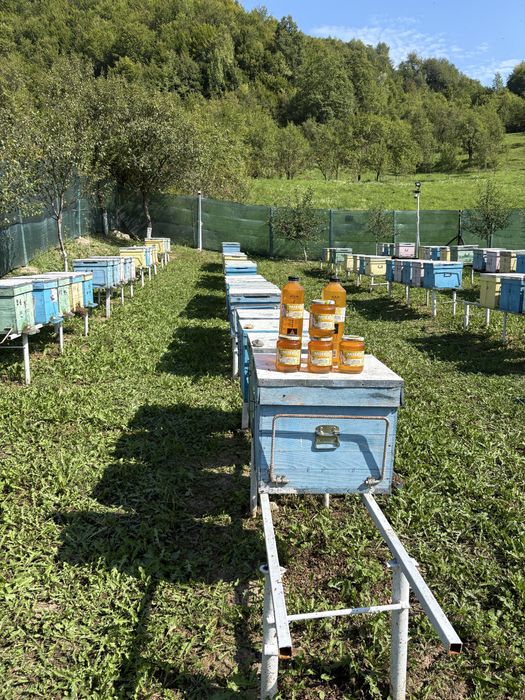Miere de albine: Polifloră și Tei.Producție 2025 ,livrare la domiciliu
