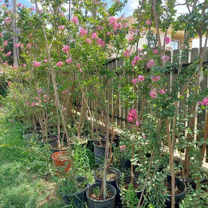 Продавам Индийски люляк