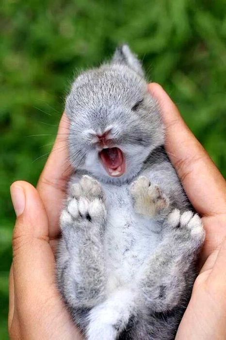 Куйончалар сотилади