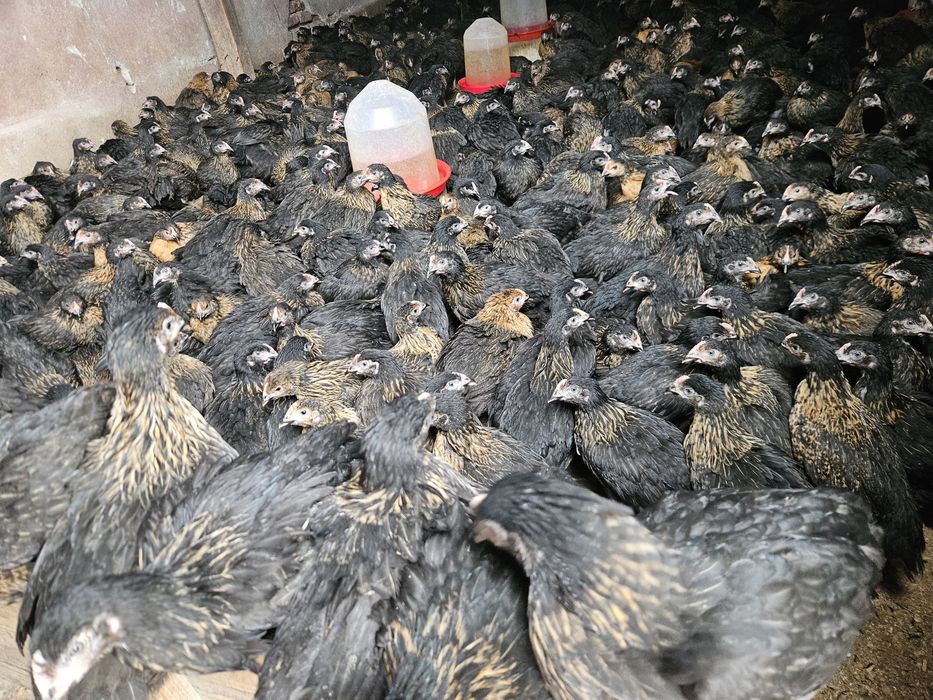 Vând puicute outoare la 1kg