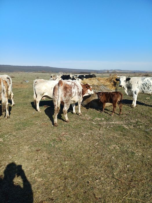 Vaci metis belgian gestante