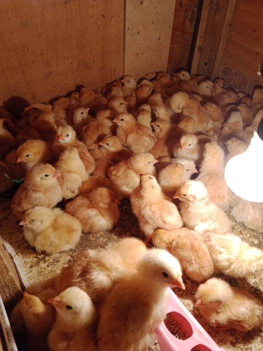 Цыплята разные породы