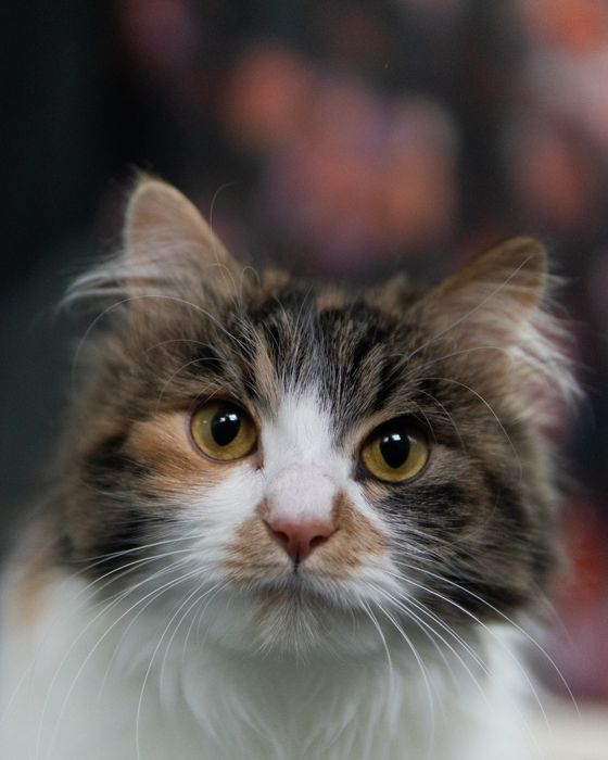 Прекрасната Писана търси дом, кастрирана