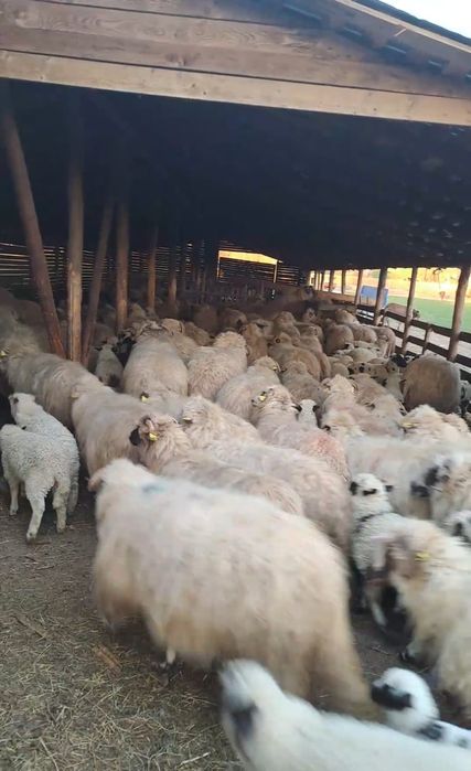 Oi cu miei de vânzare