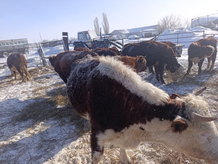 Семиз сиыр сатылады