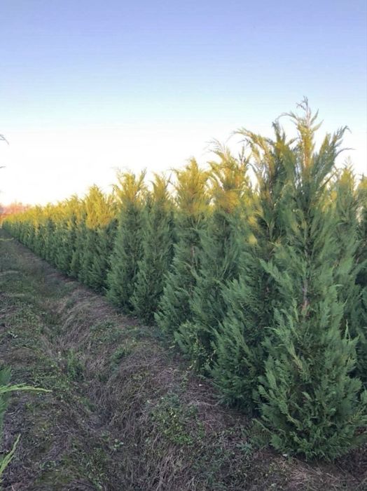 Leylandii de vânzare – ideal pentru gard viu.