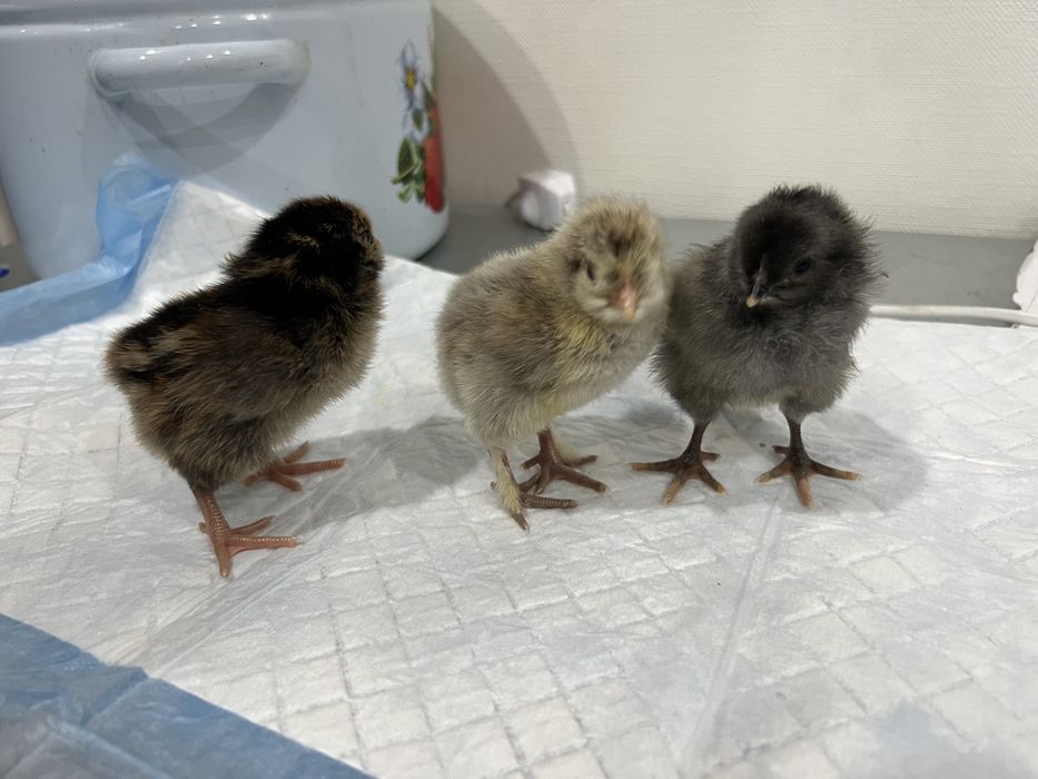 Цыплята домашние