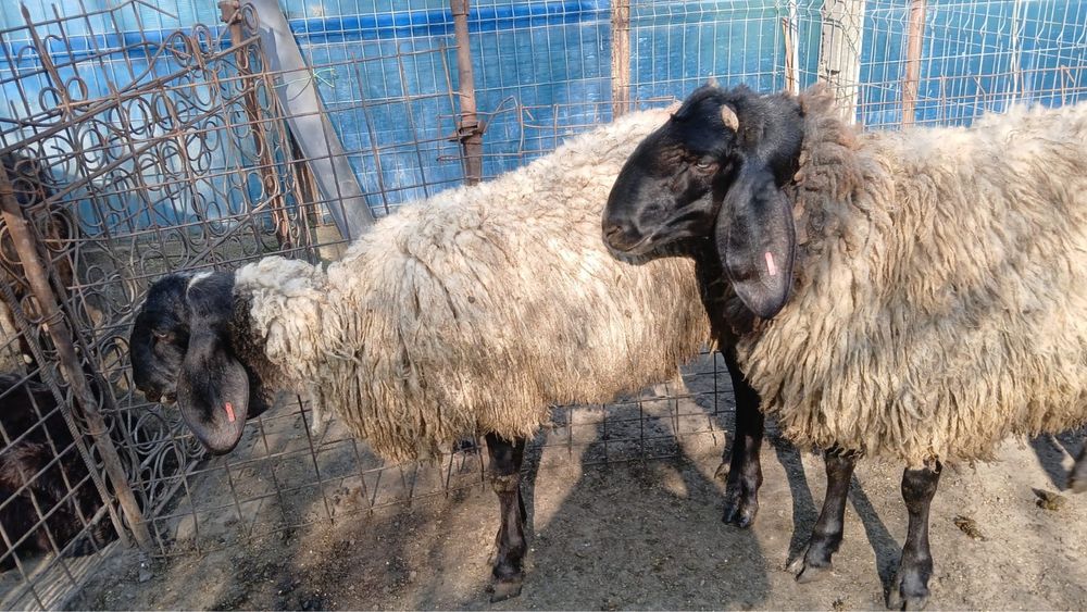 Vand 2 berbeci (noatini), 2500 ron bucata