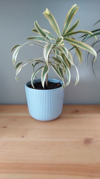 Комнатные   цветы