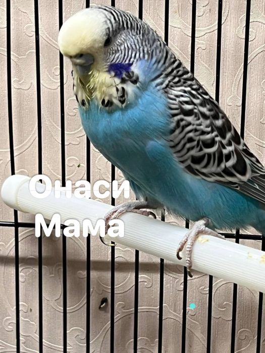 Птенцы попугая Чех