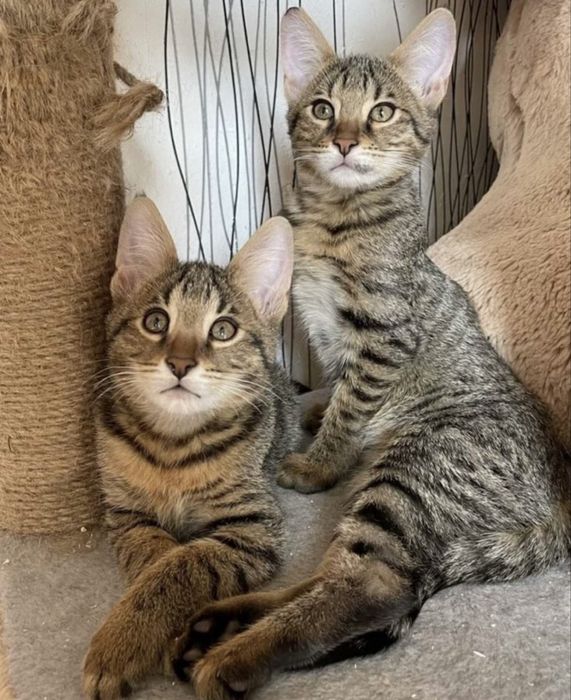 Котятя чаузи милые