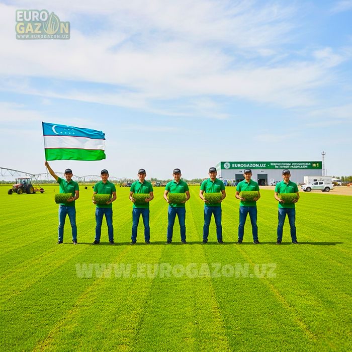 Рулонный газон в ташкенте