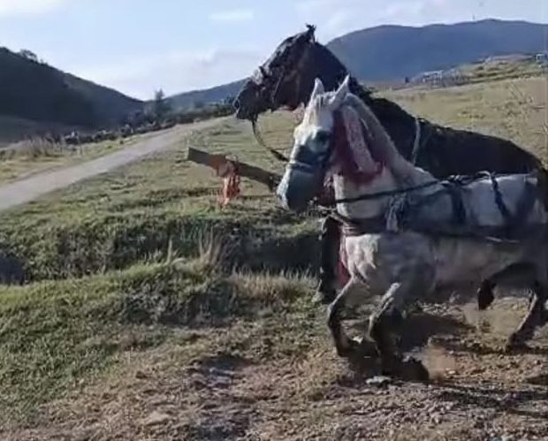 Cal de 6 ani vand sau schimb