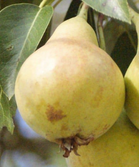 Pomi Fructiferi Străvechi Glia Strămoșească (Soiuri de PĂR)