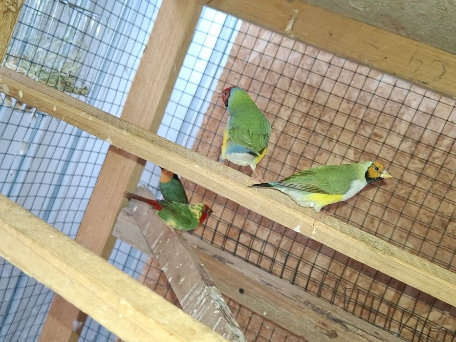 Guld amandine canarii turturele