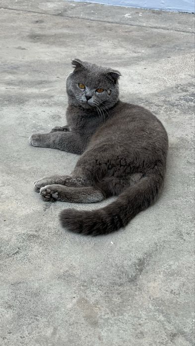 скотиш фолд продается