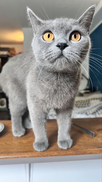 Luna -British short-hair