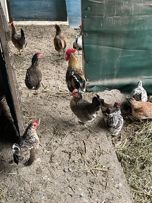 Vand familie gaini Australorp si fam.gaini pitice