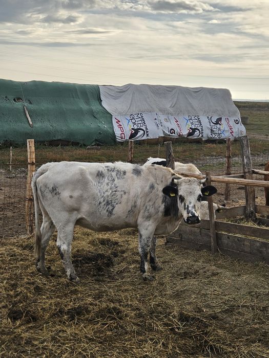 Vacă de vânzare, metis belgian
