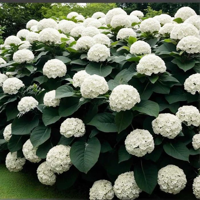 Саженцы гортензии