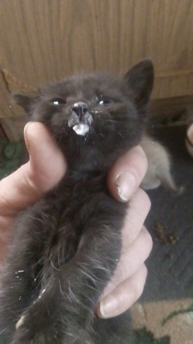 Котята 1 месяц бесплатно