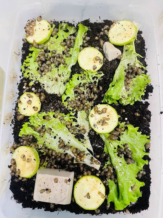 Улитки ахатины 5 тыс сумм