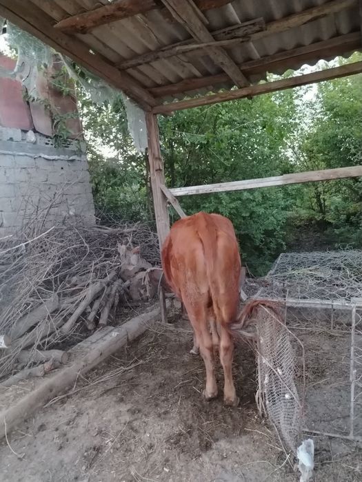 G'unojin sotiladi yeb ichishi sog'lig'i zur uyni moli manzil Kogon