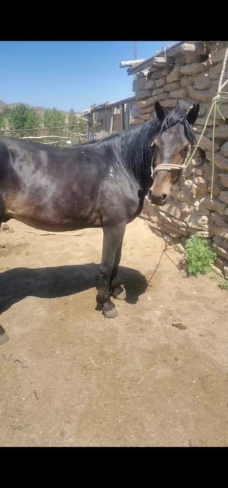 Продам 2 коня рабочие