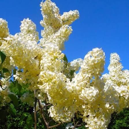 Жълт Люляк ("Primrose")