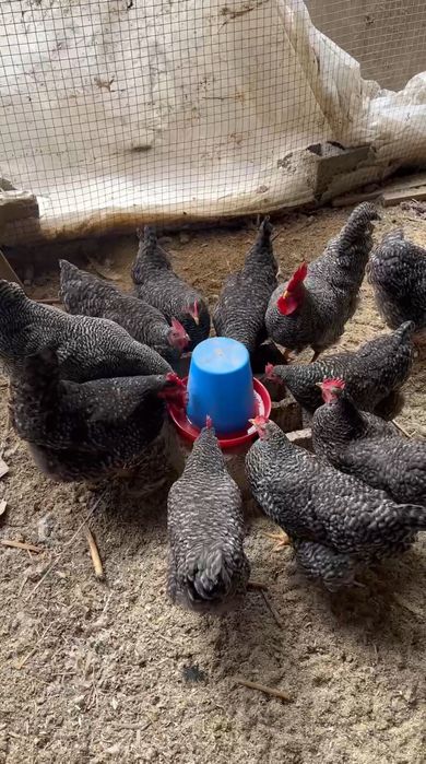 Амрокс парода тоза. 2+8