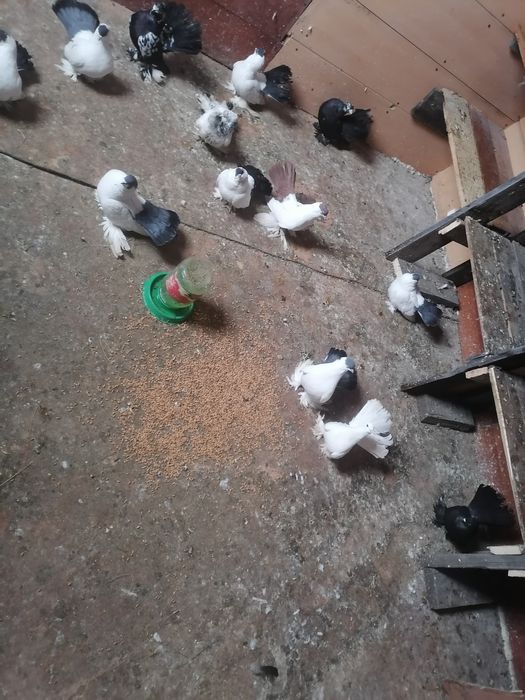 Продам голубей очень