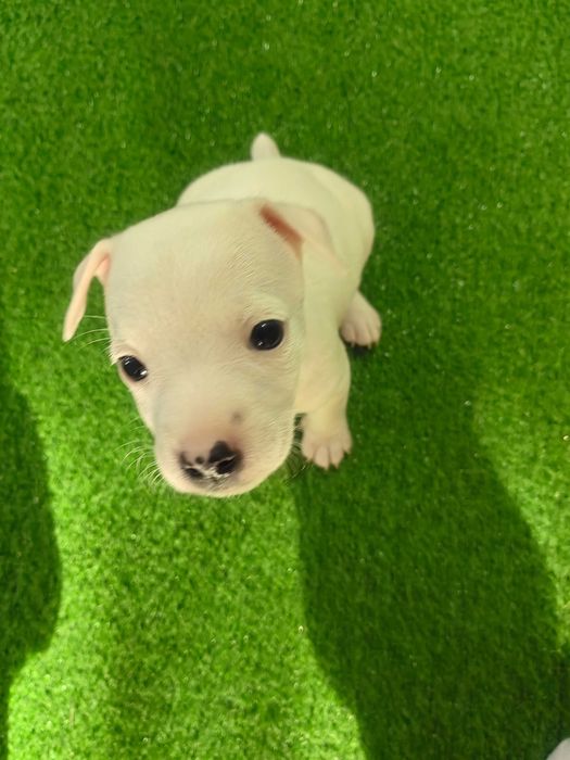 КУЧЕНЦЕ Джак Ръсел