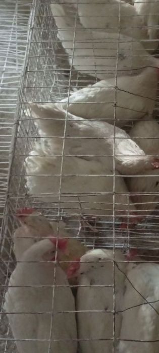Loman sendi tovuqlari