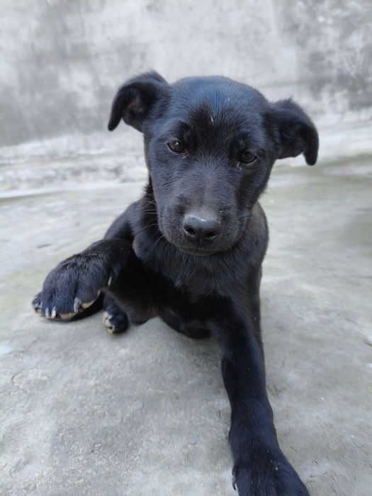 Щенки лабрадорыы