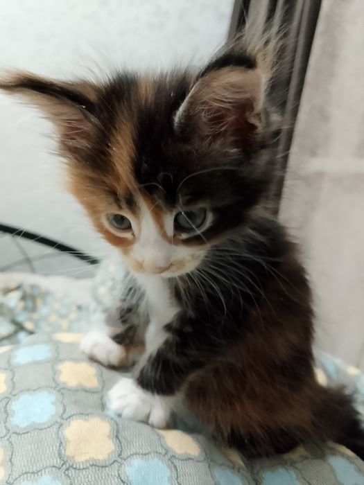 Продам катенька девочку мен куй