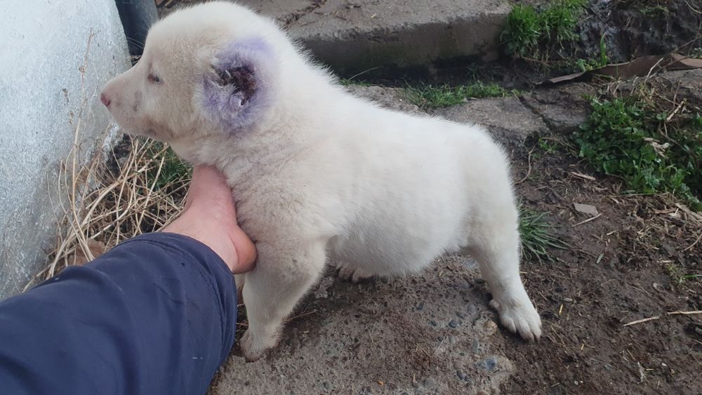 Щенки кабели крупные