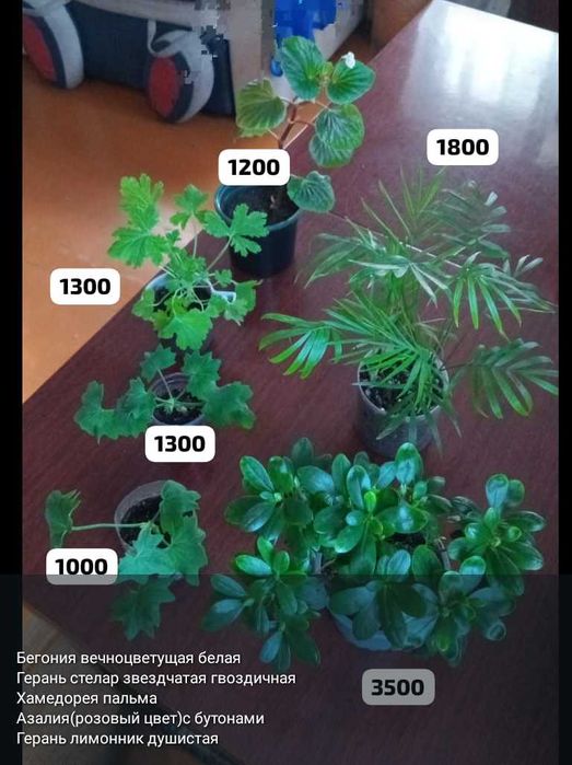 Разные комнатные растения