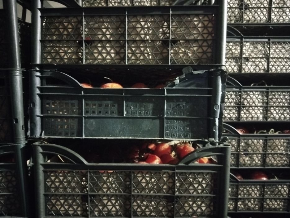 Помидор сатылады