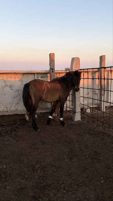 Тайлар сатылады 5 бас