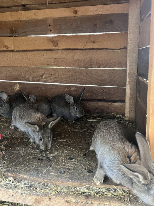 Iepuri uriasi german ,Fluture german