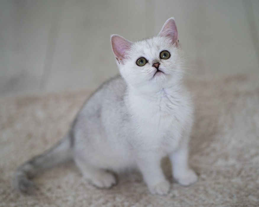 Motanel British Shorthair Silver Chinchilla