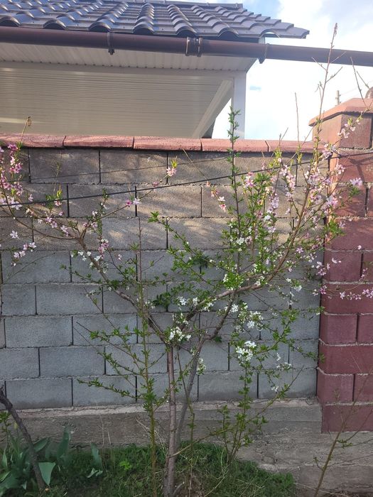 Цветы, Тошкент, Самарканд.