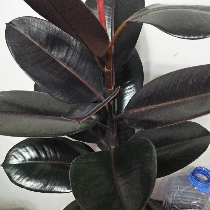 Фикус продаю ,,черный принц"